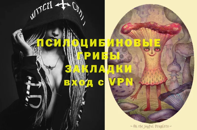 Галлюциногенные грибы Psilocybe  дарнет шоп  Майкоп 